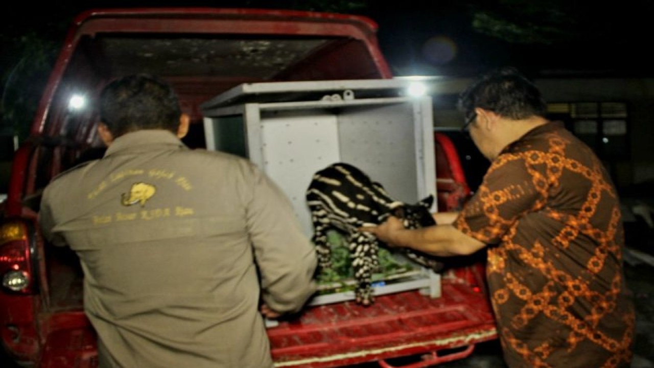 Bayi Tapir yang warnanya hitam putih dievakuasi tim BB KSDA Riau dari warga Desa Gunung Melintang, Kecamatan Kuantan Hilir, Kabupaten Kuantan Singingi. (ANTARA/HO-BB KSDA Riau)