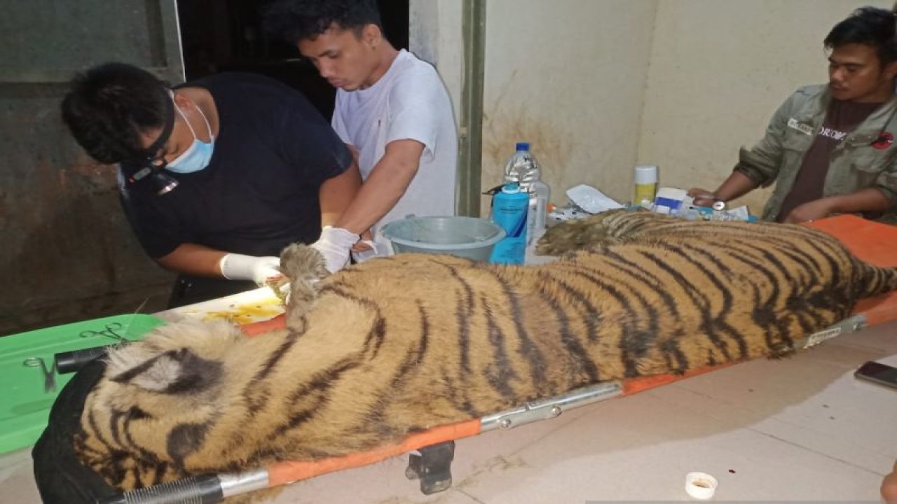 Tim dokter hewan melakukan nekropsi terhadap harimau sumatera bernama "Dewi Siundul" di Suaka Satwa (Sanctuary) Barumun (ANTARA/HO-Humas BBKDSA Sumut)