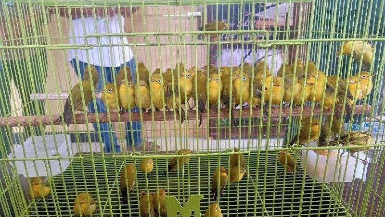 Puluhan burung kacamatan (Zopterops Flavissimus) dari Wakatobi yang disitu petugas BKSDA Kendari dari oknum masyarakat yang akan di jual ke luar daerah. (Foto ANTARA/HO-BKSDA Kendari)