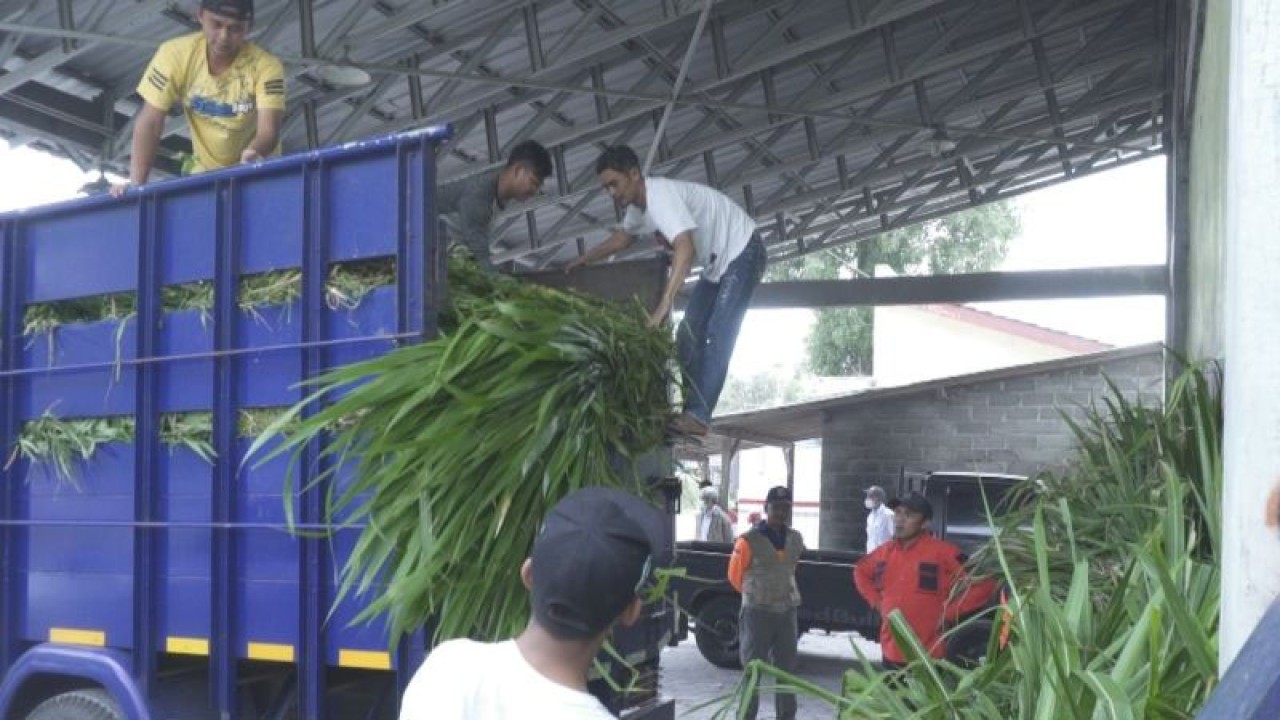 Disnakkan Kabupaten Boyolali menyalurkan bantuan pakan ternak dari Kementan untuk peternak di daerah terdampak hujan abu vulkanik Gunung Merapi di Desa Tlogolele, Kecamatan Selo, Kabupaten Boyolali, Rabu (15/3/2023). ANTARA/Bambang Dwi Marwoto.
