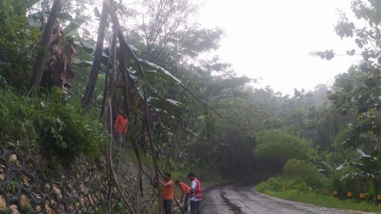 Penanganan pohon tumbang akibat hujan deras dan angin kencang oleh petugas penanggulangan bencana Kabupaten Pamekasan. (Abd. Aziz)