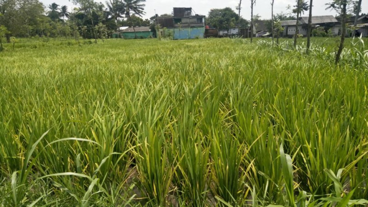 Tanaman padi milik warga di Kabupaten Lombok Tengah, Nusa Tenggara Barat (ANTARA/Akhyar)