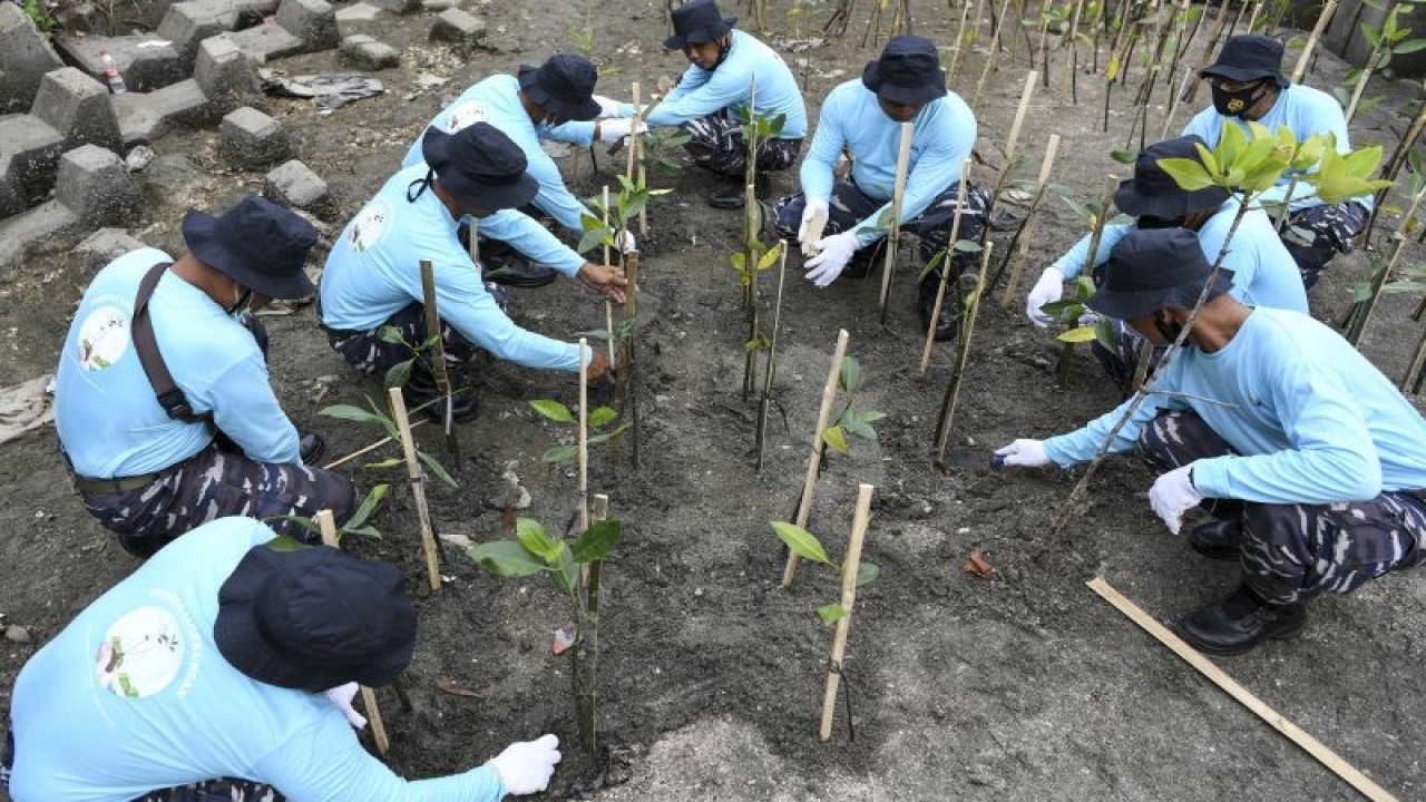 Sejumlah prajurit TNI AL menanam bibit mangrove di pesisir wilayah Pantai Utara Power Generation and O&M Services Unit (POMU), Tanjung Priok, Jakarta Utara, Selasa (12/7/2022). Komando Lintas Laut Militer (Kolinlamil) bersama PT Indonesia Power menanam sebanyak 2.000 bibit mangrove yang ditanam pada area sekitar satu hektar tersebut bertujuan untuk menjaga ekosistem pantai serta laut guna mengurangi dampak abrasi pantai. ANTARA FOTO/M Risyal Hidayat/hp. (ANTARA FOTO/M RISYAL HIDAYAT)