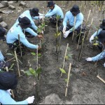 BRIN pakai mikroba untuk meningkatkan keberhasilan restorasi mangrove-1678765418