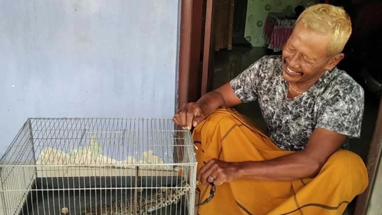 Buaya hasil tangkapan warga dikandangkan di dalam sangkar burung. (ANTARA/Akhmad Nazaruddin Lathif)