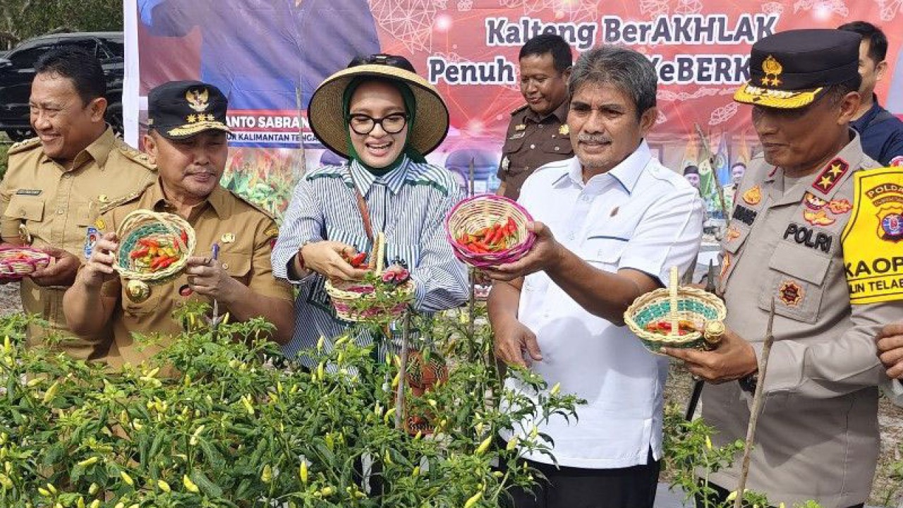 Dokumentasi - Gubernur Kalteng Sugianto Sabran beserta jajaran melaksanakan panen cabai di Km 38 Tjilik Riwut Kota Palangka Raya beberapa waktu lalu. (ANTARA/Muhammad Arif Hidayat)