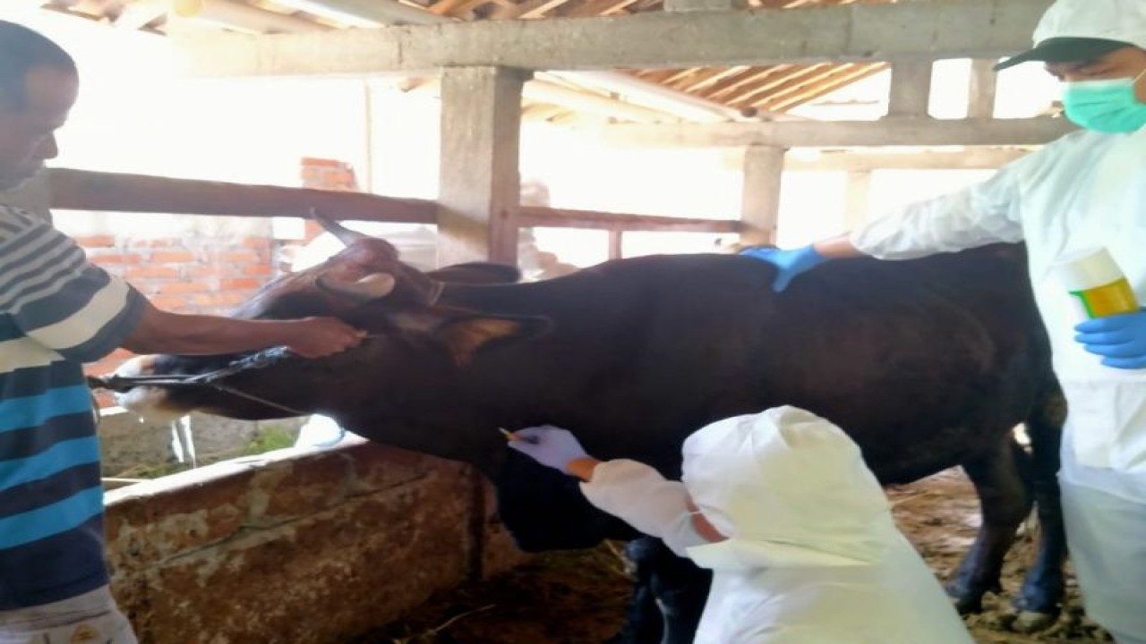 Petugas melakukan outbreak investigation pada hewan ternak di Kapanewon/Kecamatan Pengasih, Kabupaten Kulon Progo. (ANTARA/HO-Dinas Pertanian dan Pangan Kulon Progo/Sutarmi)