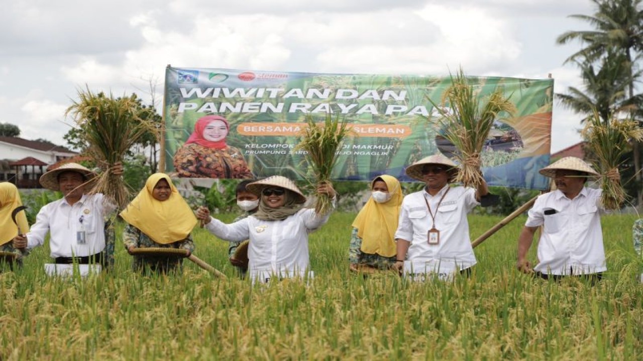 Bupati Sleman Kustini Sri Purnomo bersama jajaran melakukan panen Padi Sehat di lahan Kelompok Tani Ngudi Makmur Dusun Prumpung, Sardonoharjo, Ngaglik, Rabu (8/3/2023). ANTARA/HO-Bagian Prokopim Setda Sleman