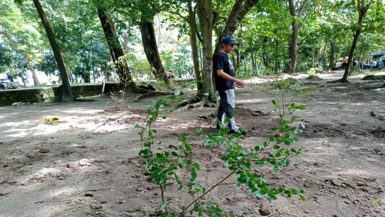 Dinas Lingkungan Hidup (DLH) Kota Mataram, Provinsi Nusa Tenggara Barat, mulai tanam puluhan pohon ketapang kencana di Hutan Kota Udayana. Jumat (3/3/2023). (Foto: ANTARA/Nirkomala)