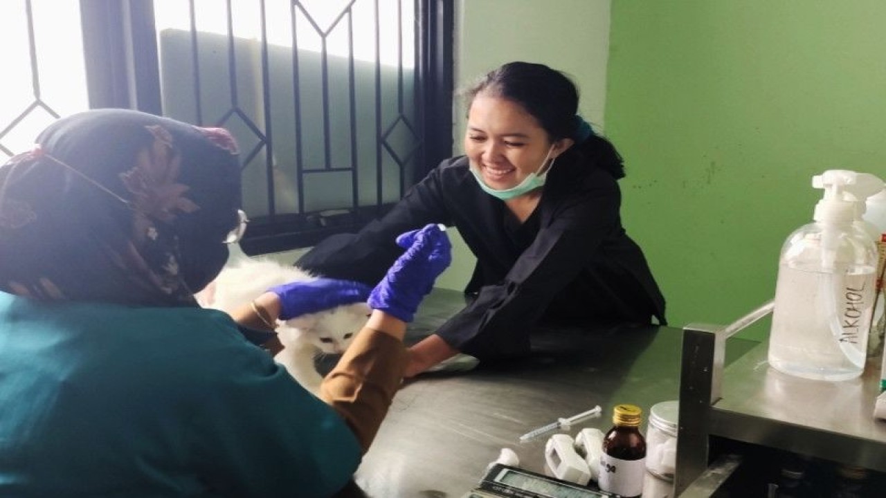Ilustrasi- Dokter hewan tengah memeriksa hewan peliharaan milik salah satu warga Kota Bandarlampung. ANTARA/Ruth Intan Sozometa Kanafi.