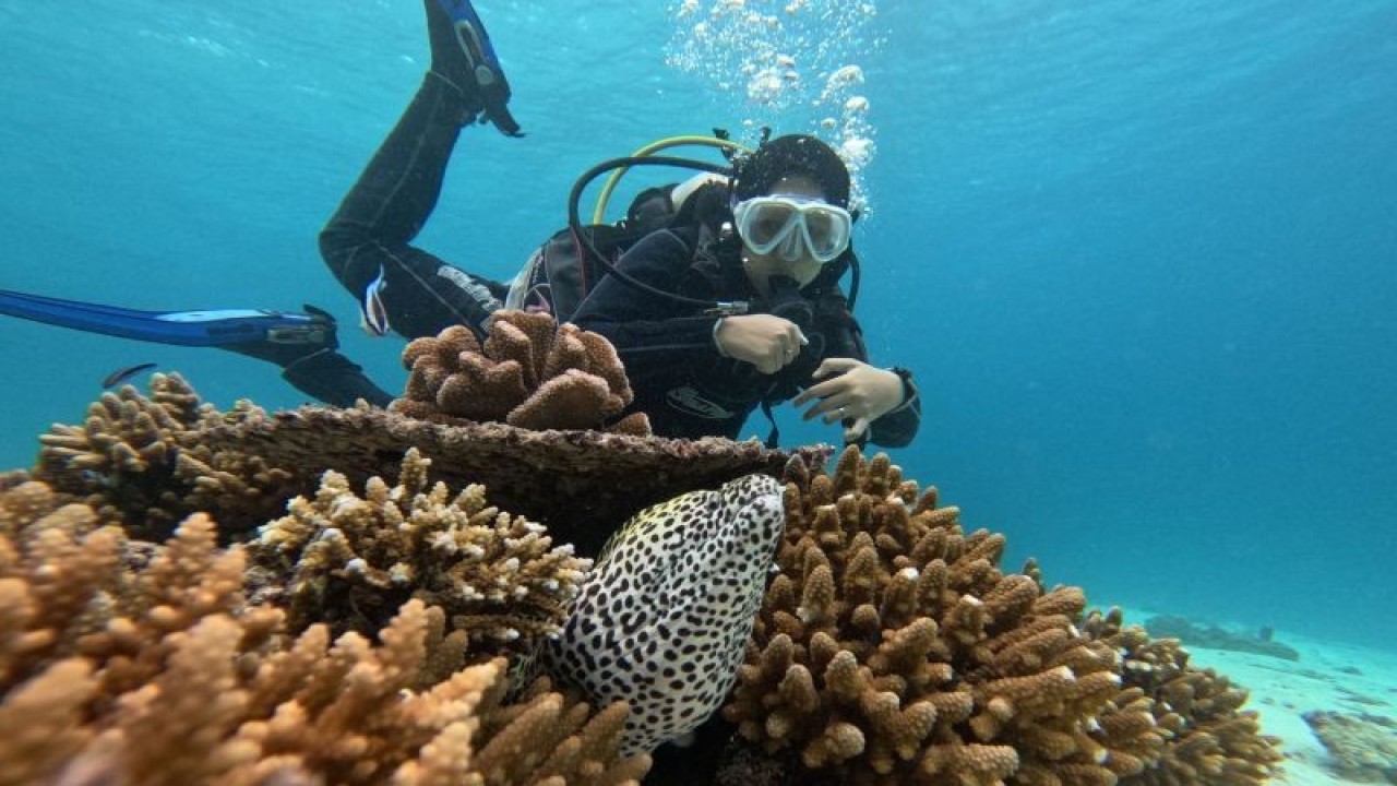 Penyelam menikmati keindahan terumbu karang bawah laut Sabang kawasan Pulau Rubiah, Iboih, Kota Sabang, Aceh, Minggu (22/1/2022). Terumbu karang kawasan itu merupakan program transplantasi karang dari tokoh pariwisata Sabang Mahyiddin Dodent, yang dimulai sejak pasca tsunami 2004 lalu setelah diterjang gelombang tsunami. (ANTARA/Khalis Surry)