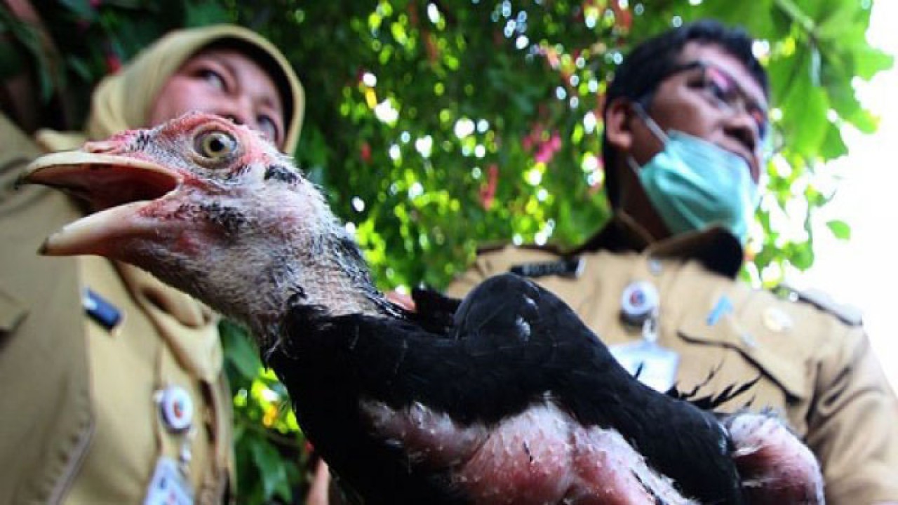 Razia Unggas Antisipasi Flu Burung Petugas membawa ayam peliharaan milik warga saat razia unggas di kawasan Kebayoran Lama, Jakarta, Selasa (22/3). Razia dengan target unggas pangan ini bertujuan untuk menekan pemaparan virus flu burung kepada manusia. ANTARA FOTO/Rivan Awal Lingga