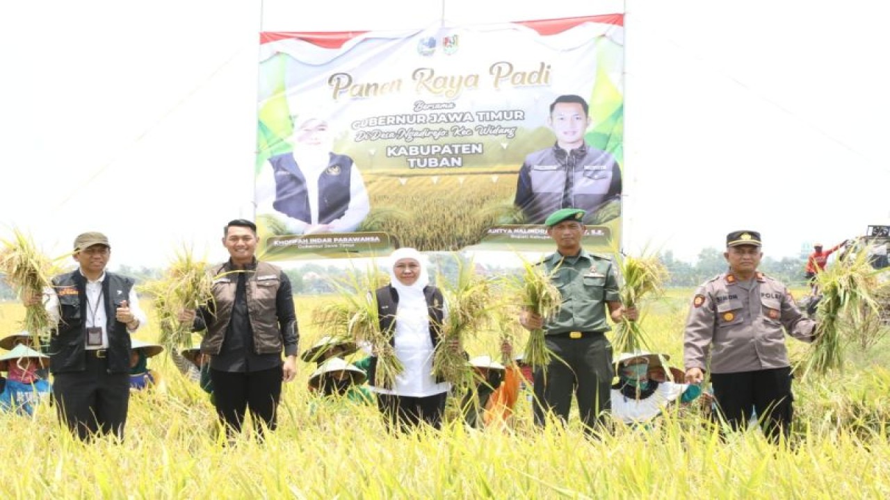 Gubernur Jawa Timur Khofifah Indar Parawansa saat panen raya padi varietas unggul di Tuban, Jawa Timur. (ANTARA/ HO Pemprov Jatim)