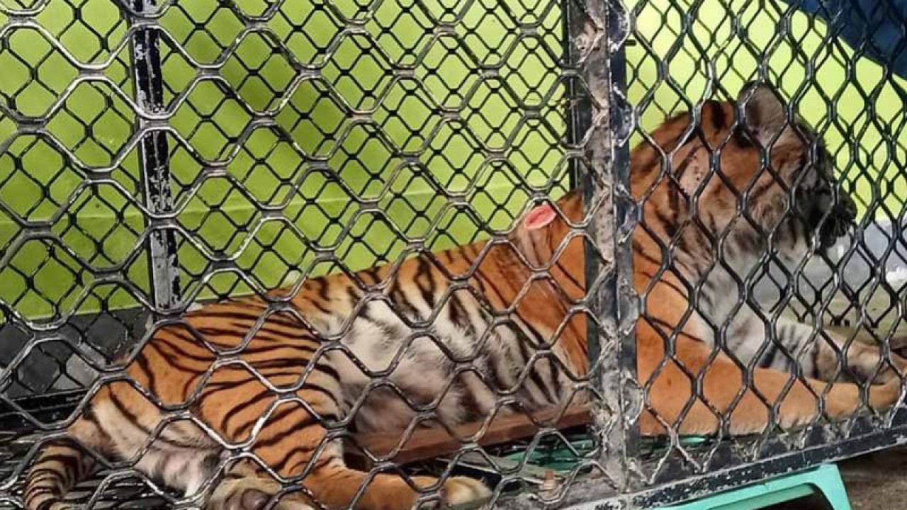 Harimau menjalani perawatan di Tapaktuan, Kabupaten Aceh Selatan, Rabu (1/3/2023). ANTARA/Risky Hardian Saputra