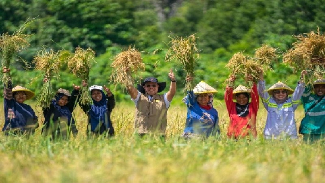 Kegiiatan panen raya padi di Desa Buton, Kecamatan Obi, Kabupaten Halmahera Selatan, Maluku Utara, yang dilakukan Harita Nickel bersama petani setempat pada Rabu (1/3/2023). ANTARA/HO-Harita Nickel.