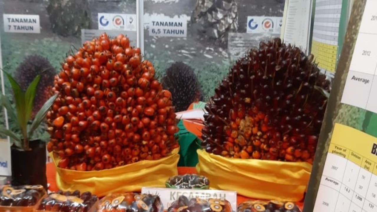ILLUSTRASI - Tandan buah segar sawit di Kalbar. ANTARA/Dedi