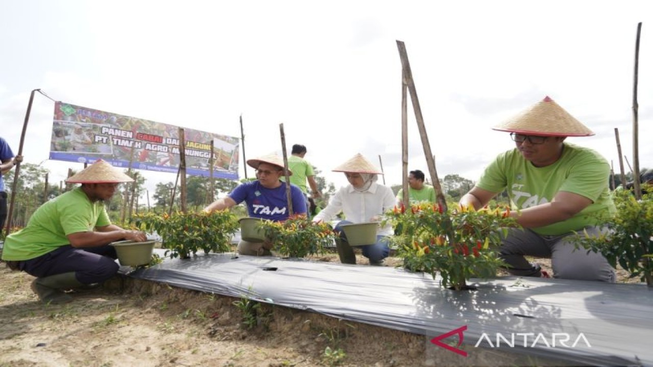 Ilustrasi, Petani panen cabai pengaruhi harga cabai di Pangkalpinang turun (Aprionis)