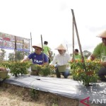 Ilustrasi, Petani panen cabai pengaruhi harga cabai di Pangkalpinang turun (Aprionis)-1679643417