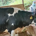 Ilustrasi - Sapi dengan benjolan di tubuhnya. (ANTARA/HO - JP)-1680256492