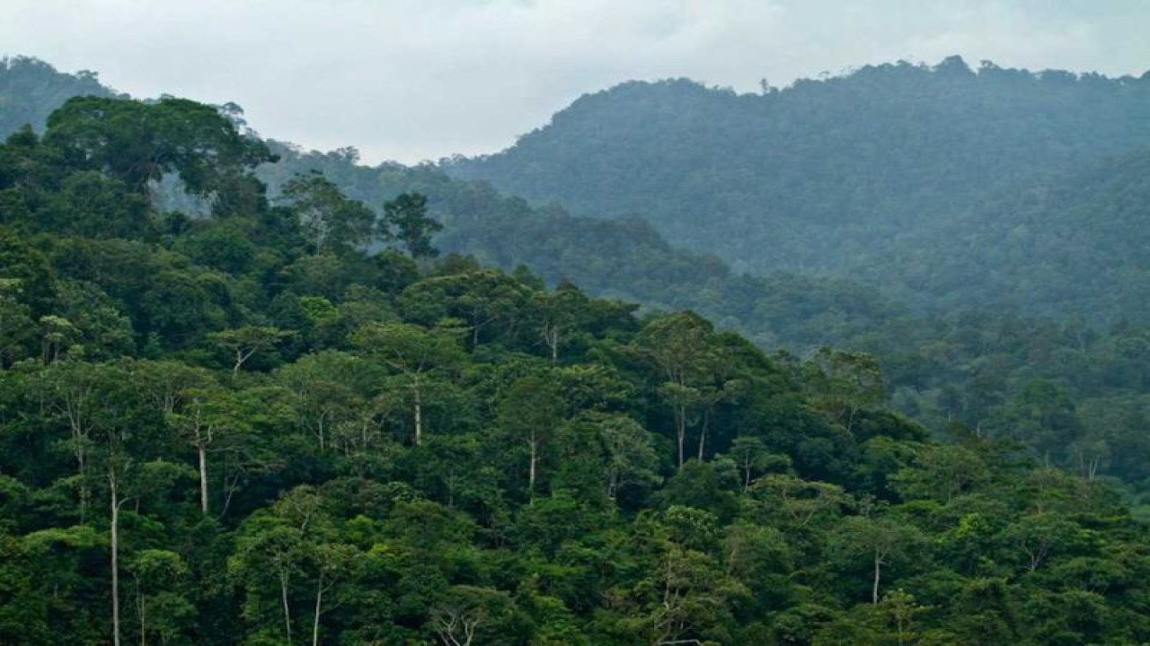 Hutan di Provinsi Jambi. Sabtu, (4/3/23). ANTARA/HO/Warsi