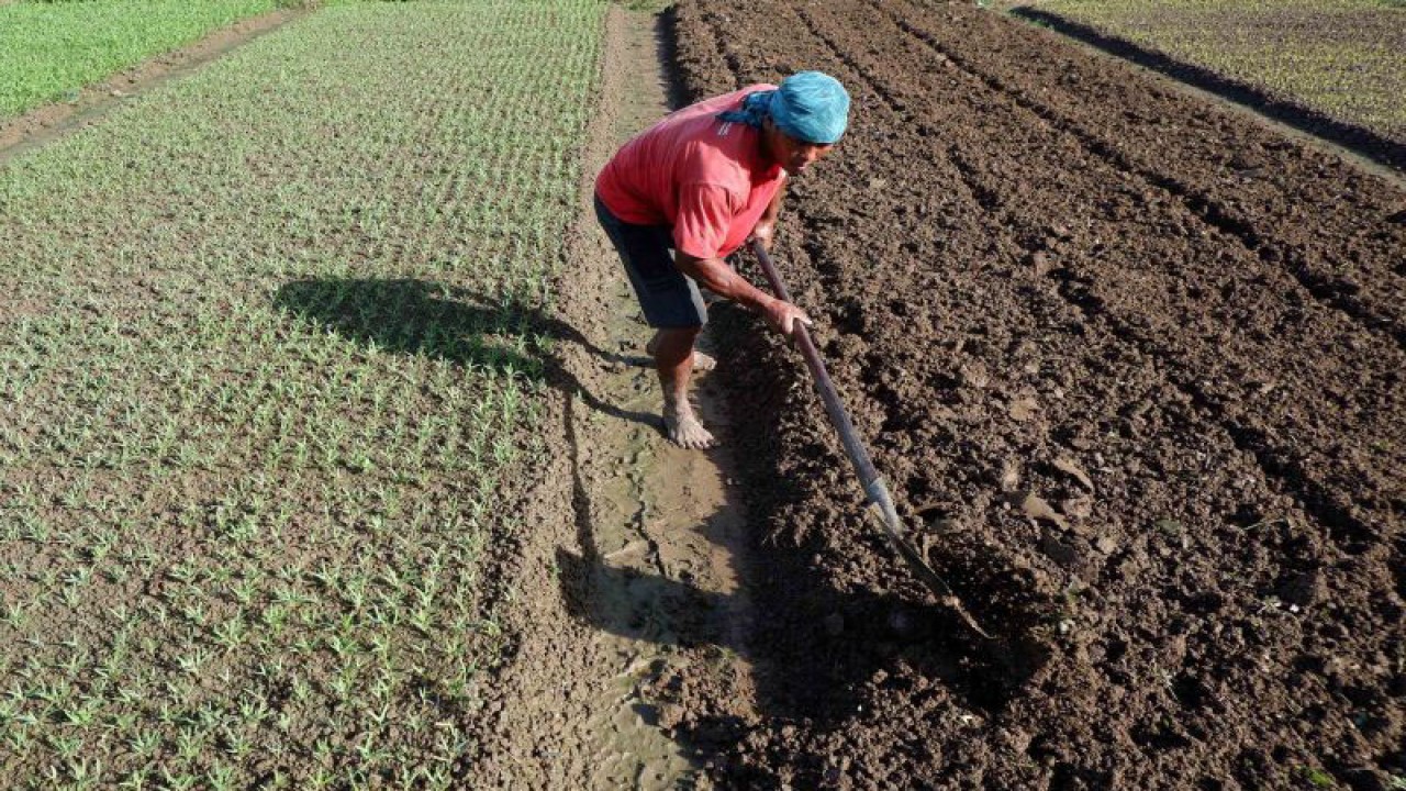Petani merapikan bedengan di lahan pertaniannya di Distrik Abepura, Kota Jayapura, Papua, Rabu (15/3/2023). ANTARA FOTO/Sakti Karuru/nym.