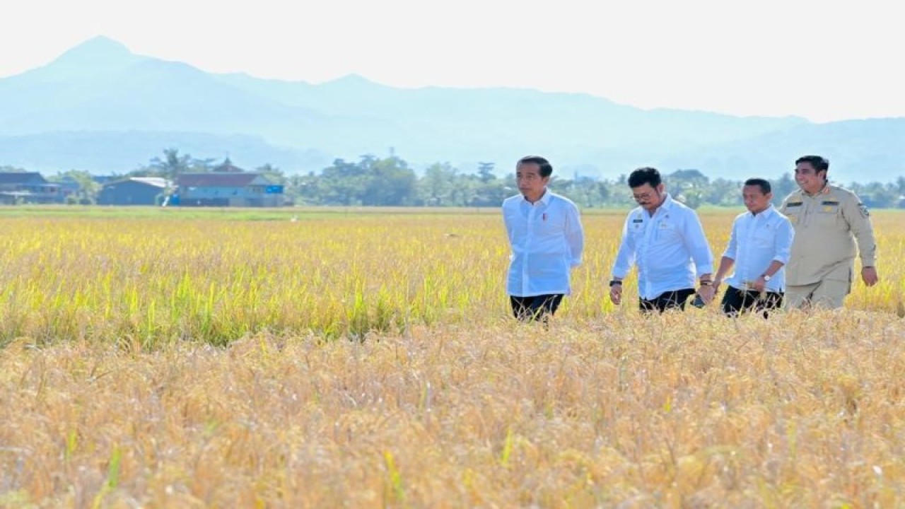 Presiden RI Joko Widodo (kiri) meninjau ladang padi di Desa Baji Pamai, Kabupaten Maros, Sulawesi Selatan, di tengah musim panen raya padi, Kamis (30/3/2023). (ANTARA/HO-Biro Pers Sekretariat Presiden RI)