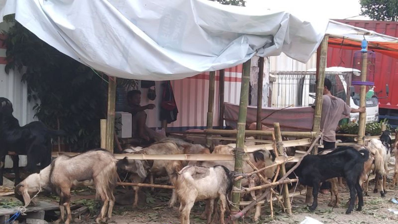 Arsip pedagang kambing siap potong di kawasan Manggarai, Jakarta, Selasa (13/7/2021). ANTARA/Dewa Ketut Sudiarta Wiguna
