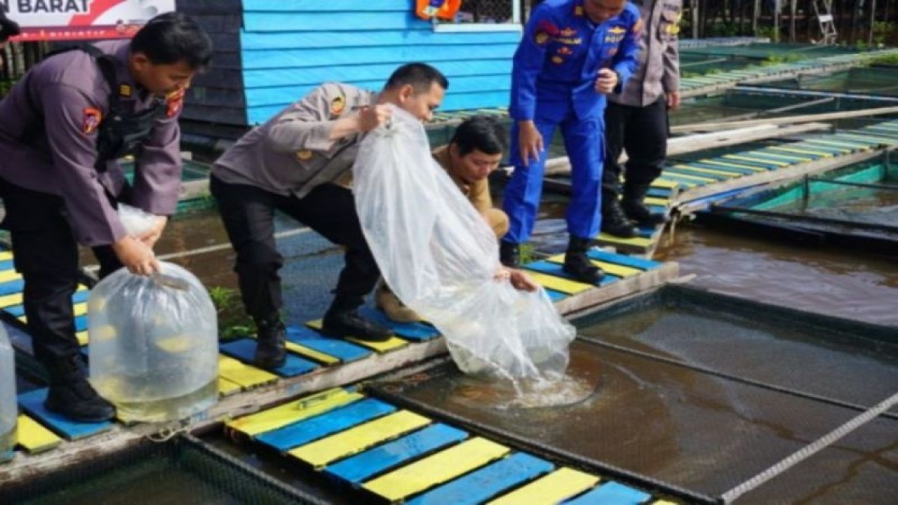 Kapolres Kobar AKBP Bayu Wicaksono menebar benih ikan nila di keramba warga. (ANTARA/HO-Diskan Kobar)