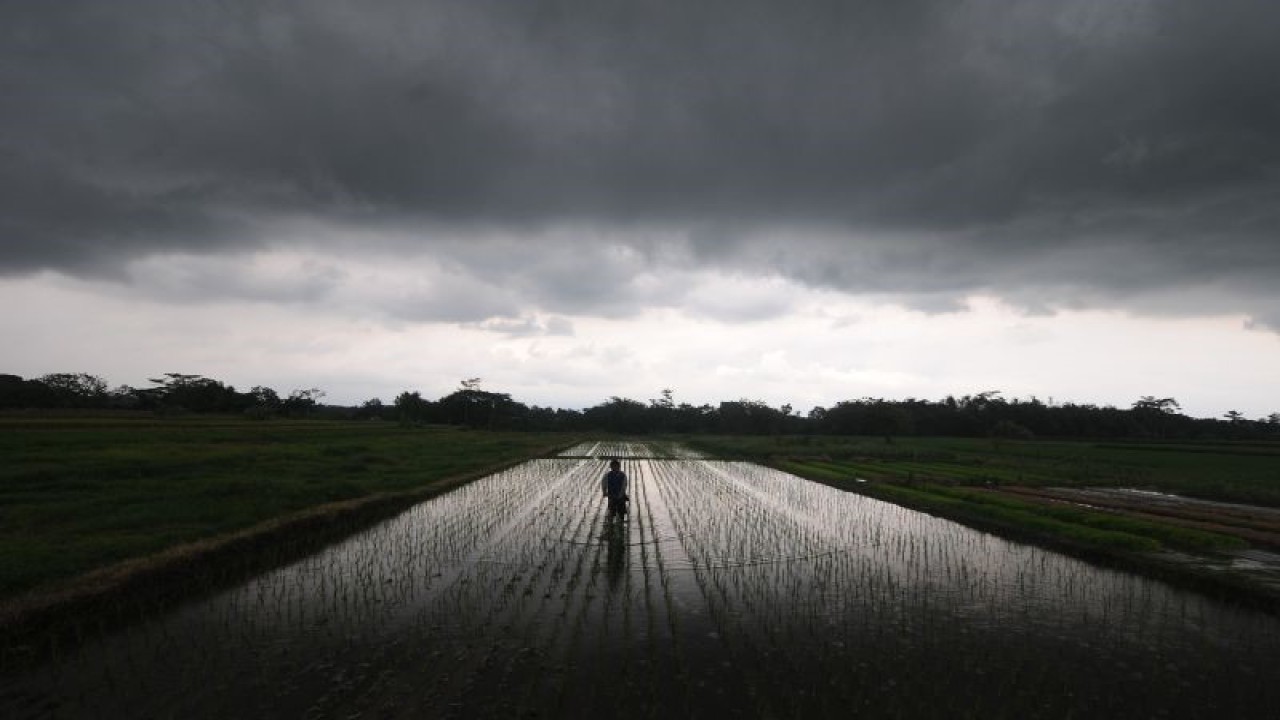 Arsip Foto. Mendung penanda hujan meliputi bagian langit di atas daerah Sawit, Boyolali, Jawa Tengah, Rabu (1/3/2023), saat seorang petani bekerja di lahan padinya. (ANTARA FOTO/Aloysius Jarot Nugroho)