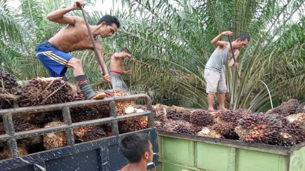 Kelapa sawit di Jambi yang menjadi primadona Jambi, Kamis (16/3/23).(ANTARA/Nanang Mairiadi).