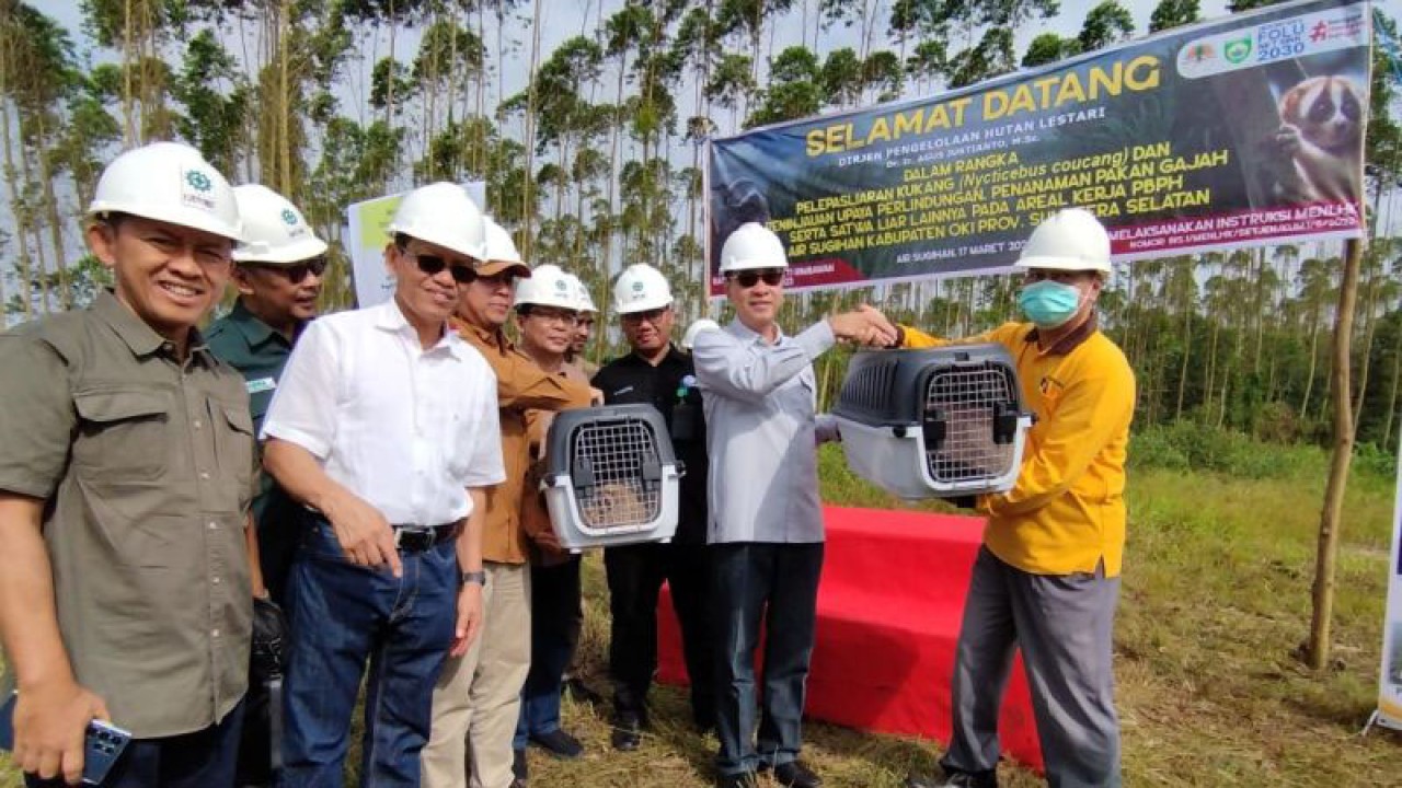 Direktur Jenderal Pengelolaan Hutan Lestari KLHK Agus Justianto (kiri) menyerahkan dua kukang untuk dilepasliarkan ke area konservasi gajah sumatera di kawasan hutan Ogan Komering Ilir, Sumatera Selatan, Sabtu (18/3/2023). (ANTARA/HO)