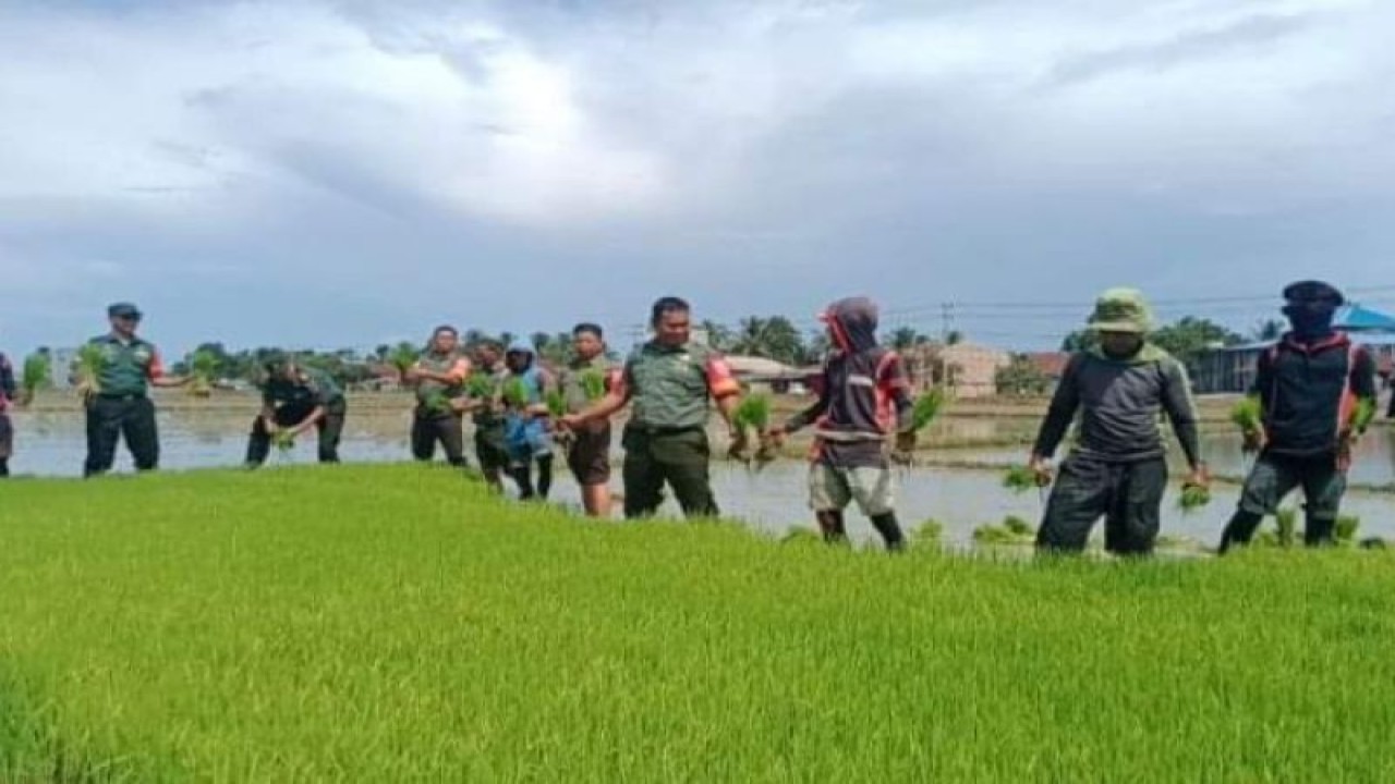 Prajurit Kodim 1418 Kabupaten Mamuju Provinsi Sulawesi Barat (Sulbar) melakukan pendampingan masyarakat menanam padi untuk memperkuat ketahanan pangan di Mamuju, Kamis (9/3/2023) ANTARA/M Faisal Hanapi