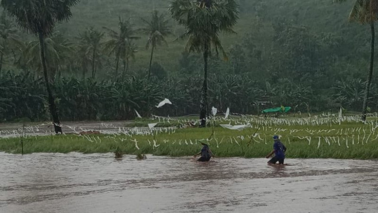 Kondisi banjir yang merusak tanaman padi warga di Kabupaten Bima, NTB (ANTARA/Humas BPBD Bima)