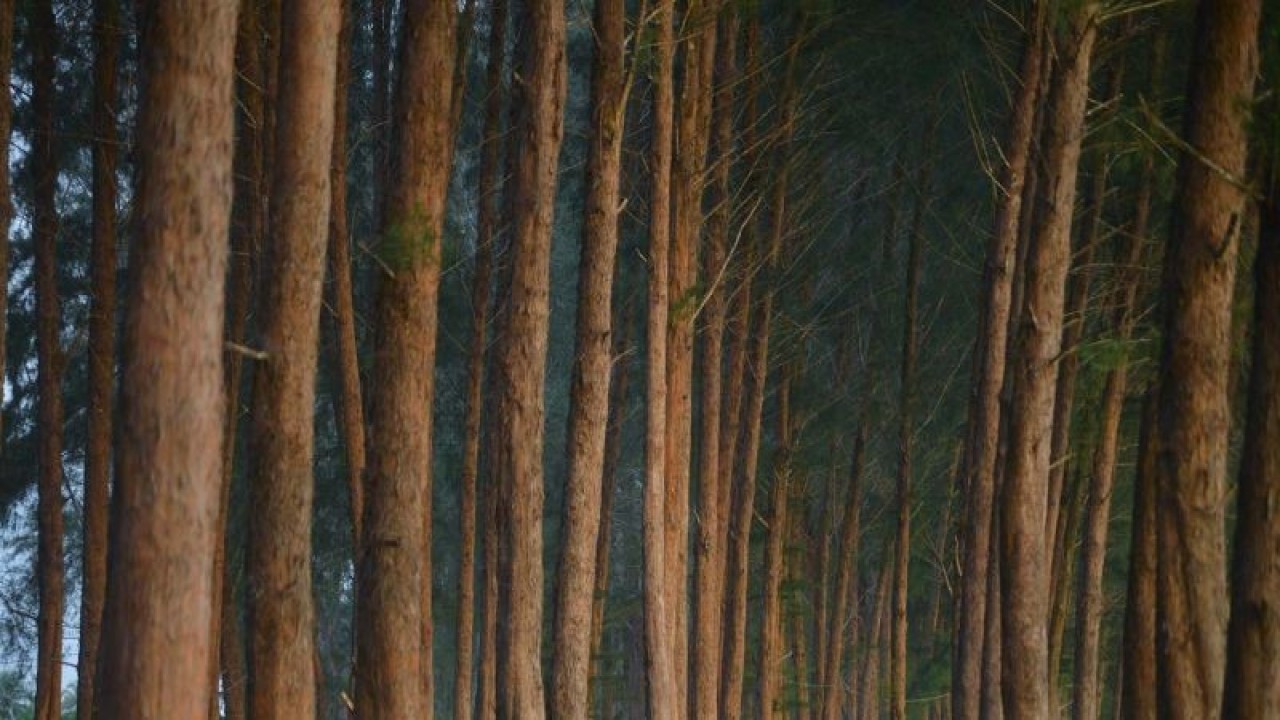Warga melintas di antara hutan pinus di Nagari Gasan Gadang, Kecamatan Batang Gasan, Kabupaten Padangpariaman, Sumatera Barat, Rabu (14/9/2022). Hutan pinus yang berada di kawasan pantai Arga tersebut menjadi objek wisata alam potensial yang dikembangkan desa wisata dan Pemkab Padangpariaman. ANTARA FOTO/Iggoy el Fitra/aww.