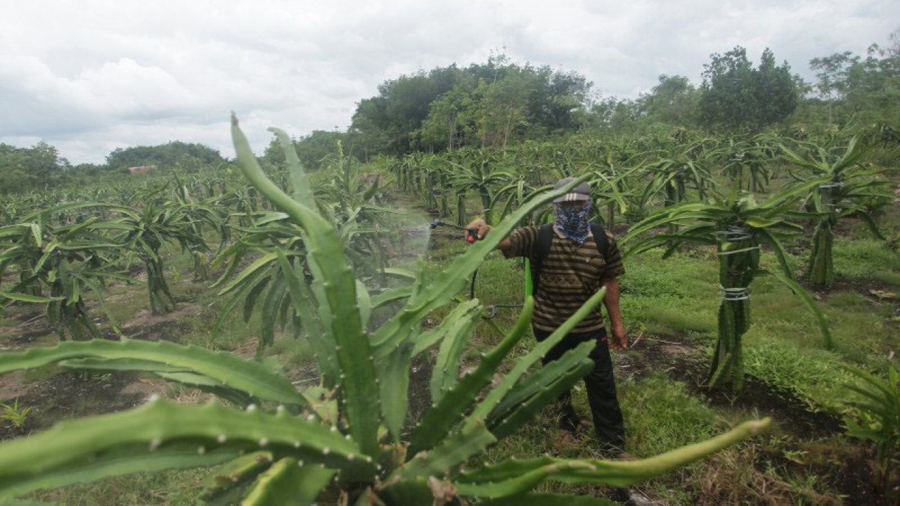 Arsip - Petani merawat tanaman buah naga yang ditanam di lahan gambut di Desa Kandang, Kabupaten Kotawaringin Timur, Kalimantan Tengah, Rabu (23/9/2020). ANTARA FOTO/Makna Zaezar/foc.