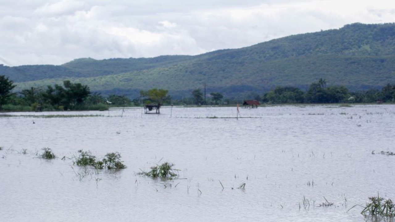 Banjir menggenangi lahan pertanian di Kecamatan Kendit, Situbondo. Sabtu (3/3/2023) ANTARA/Novi Husdinariyanto