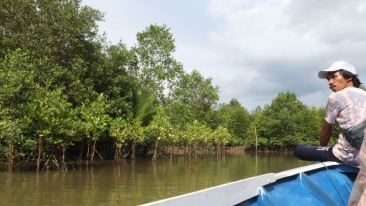 Mangrove muda tanaman warga Mura Adang, Long Ikis, Paser, Kalimantan Timur, dalam rentang Oktober-November 2022 (Antara/Novi Abdi)