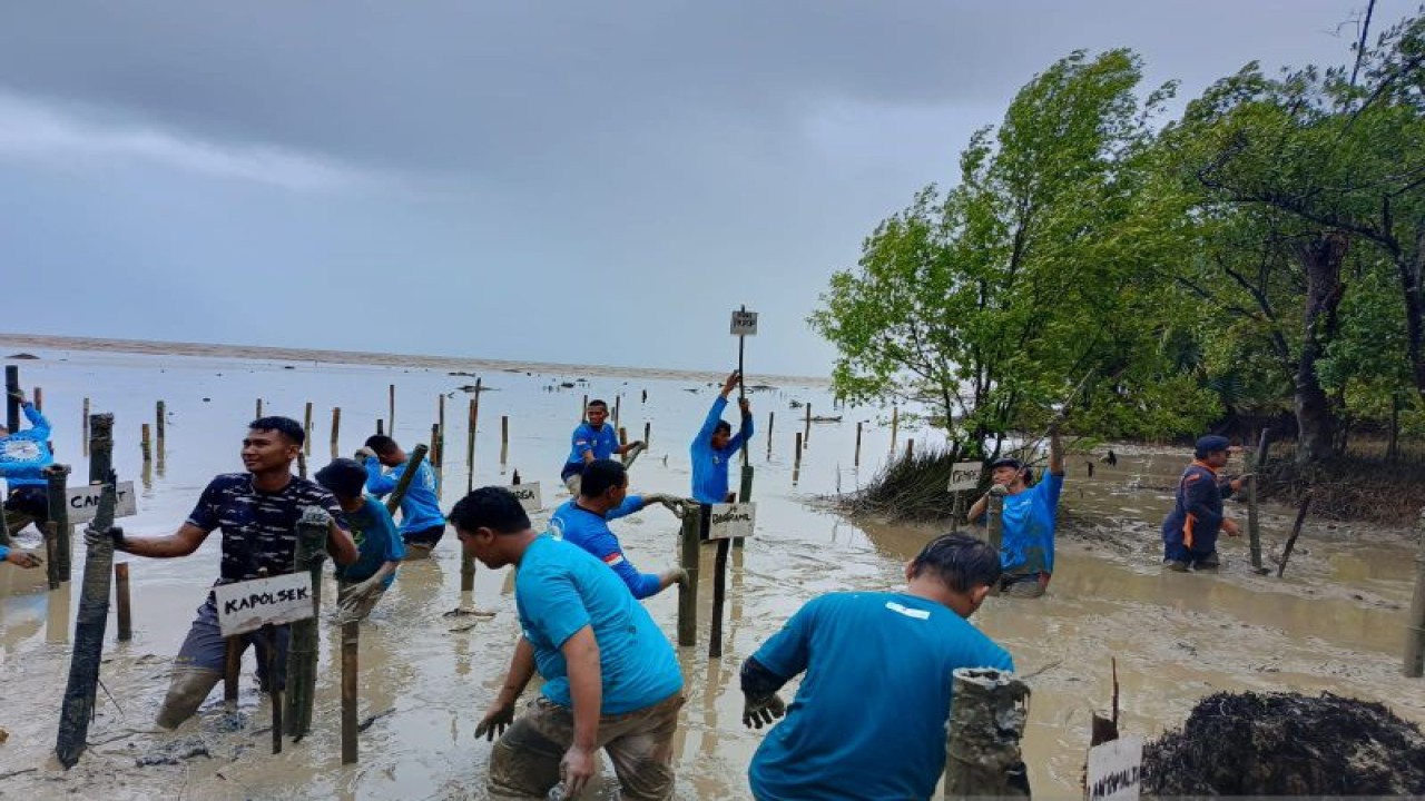 Kegiatan penanaman mangrove yang dilaksanakan oleh Gemawan dan AJI yang menggandeng Lantamal XII Kabupaten Mempawah di Desa Bakau Kecil (ANTARA/Rendra Oxtora)