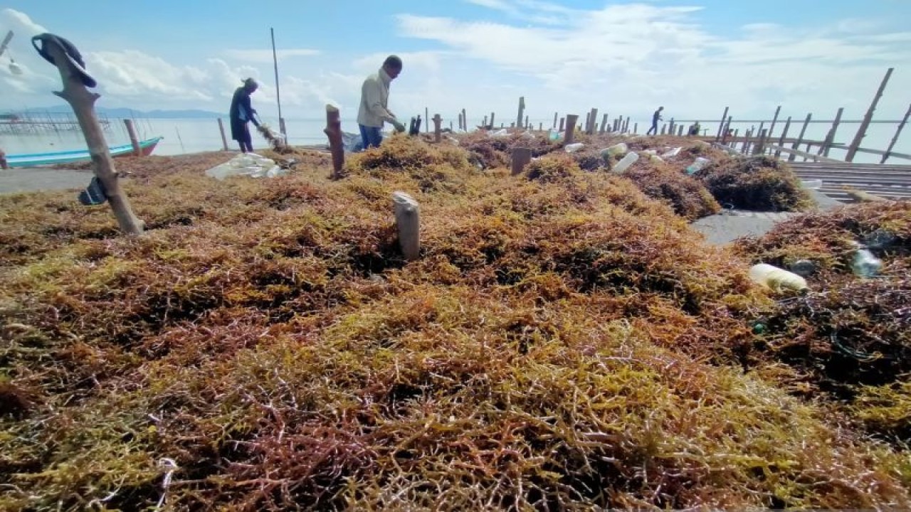 Petani di Sebatik, Kabupaten Nunukan, Kalimantan Utara menjemur rumput laut yang telah dipanen. (ANTARA/Muh. Arfan)