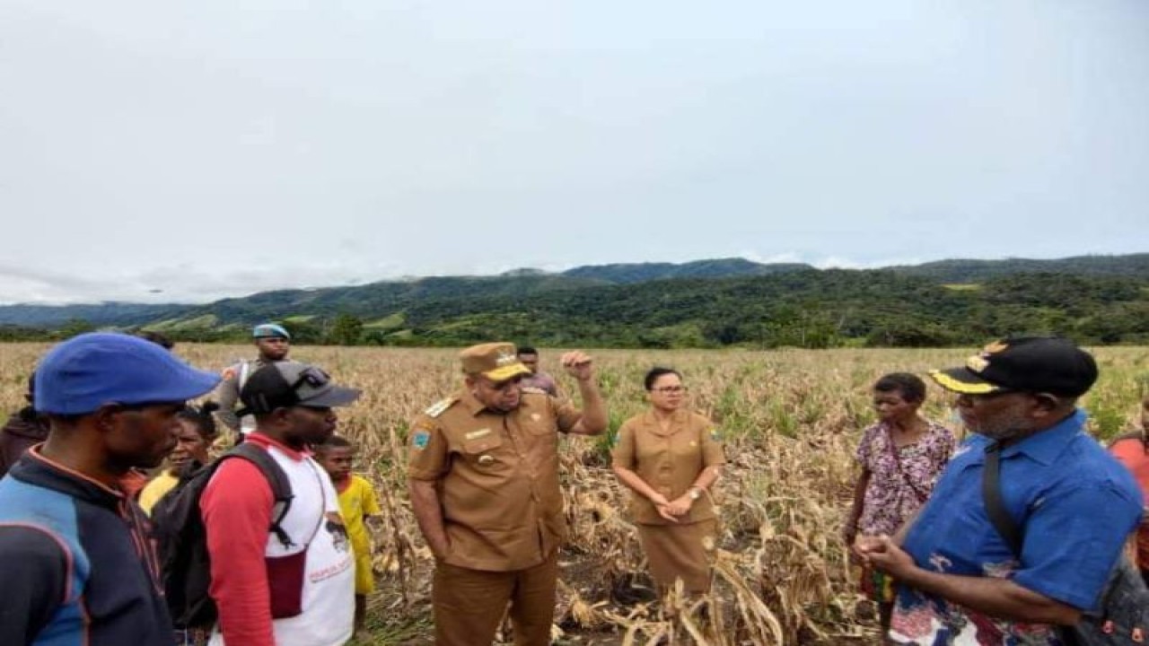 Penjabat Bupati Tambrauw dan sejumlah OPD tinjau lokasi pengembangan jagung di Distrik Kebar Timur. (ANTARA/Yuvensius Lasa Banafanu)