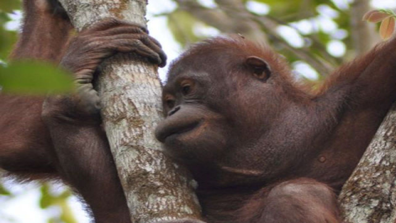 Satu dari tiga ekor Orangutan yang dilepasliarkan di kawasan hutan Kehje Sewen, Kutai Timur, Kaltim, Minggu (22/4). Borneo Orangutan Survival (BOS) Foundation melepasliarkan tiga Orangutan dalam rangka menyambut Hari Bumi, (FOTO ANTARA/BOS/HO/NA)