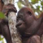 Orangutan-1677676235