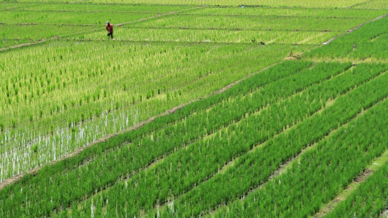 Ilustrasi: Petani menanam padi di areal sawah desa Tegal karang, Palimanan, Cirebon, Jawa Barat. ANTARA FOTO/Dedhez Anggara/rwa.