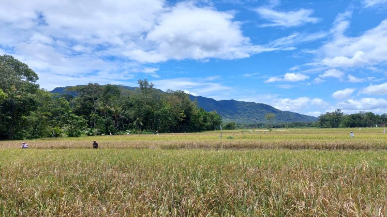 Petani panen padi di sawah miliknya di Trenggalek (ANTARA/HO - foto warga)
