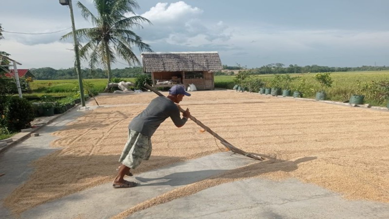 Petani Kabupaten Lebak tengah menjemur padi dari hasil panen Januari -Februari 2023 untuk diproduksi menjadi beras untuk persediaan pangan lokal. ANTARA/Mansur