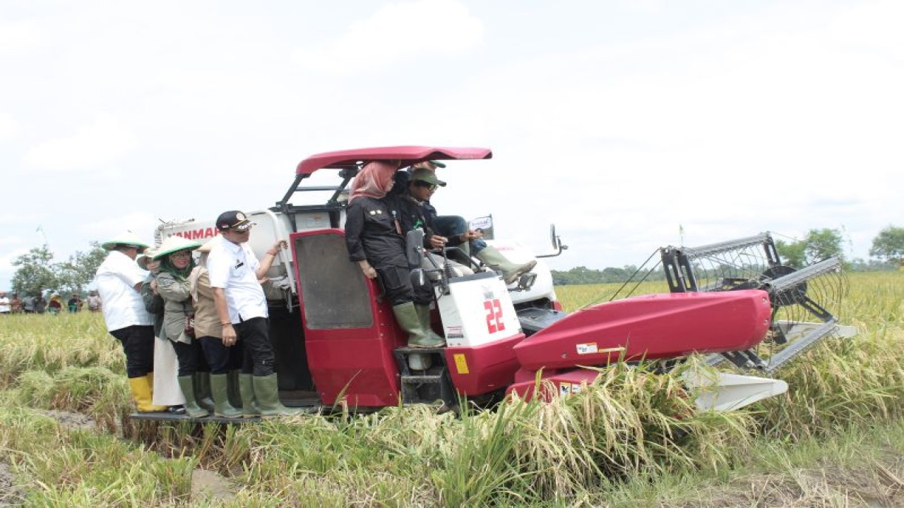 Panen raya padi di Desa Untoro, Kecamatan Trimurjo, Lampung Tengah. ANTARA/Dian Hadiyatna