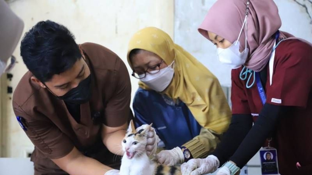 Pemeriksaan hewan di Puskeswan Kota Tangerang.