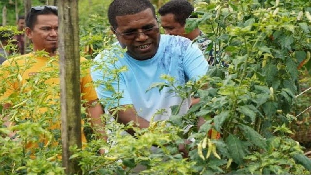 Bupati Biak Numfor, Papua memanen cabai program pengendalian inflasi daerah sektor pertanian tanaman pangan di berbagai kampung yang memberikan dampak penurunan harga jual cabai di pasar hingga Rp40 ribu/kg. ANTARA/HO-dokumentasi Humas Kopimda