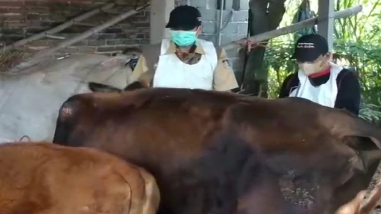 Petugas melakukan vaksinasi pada ternak sapi di Kabupaten Blitar, Jawa Timur. ANTARA/ HO-Pemkab Blitar