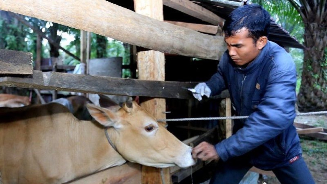 Arsip Foto - Petugas kesehatan hewan di Pekan Baru saat melakukan vaksin bagi ternak milik petanbi di desa itu. Foto ANTARA